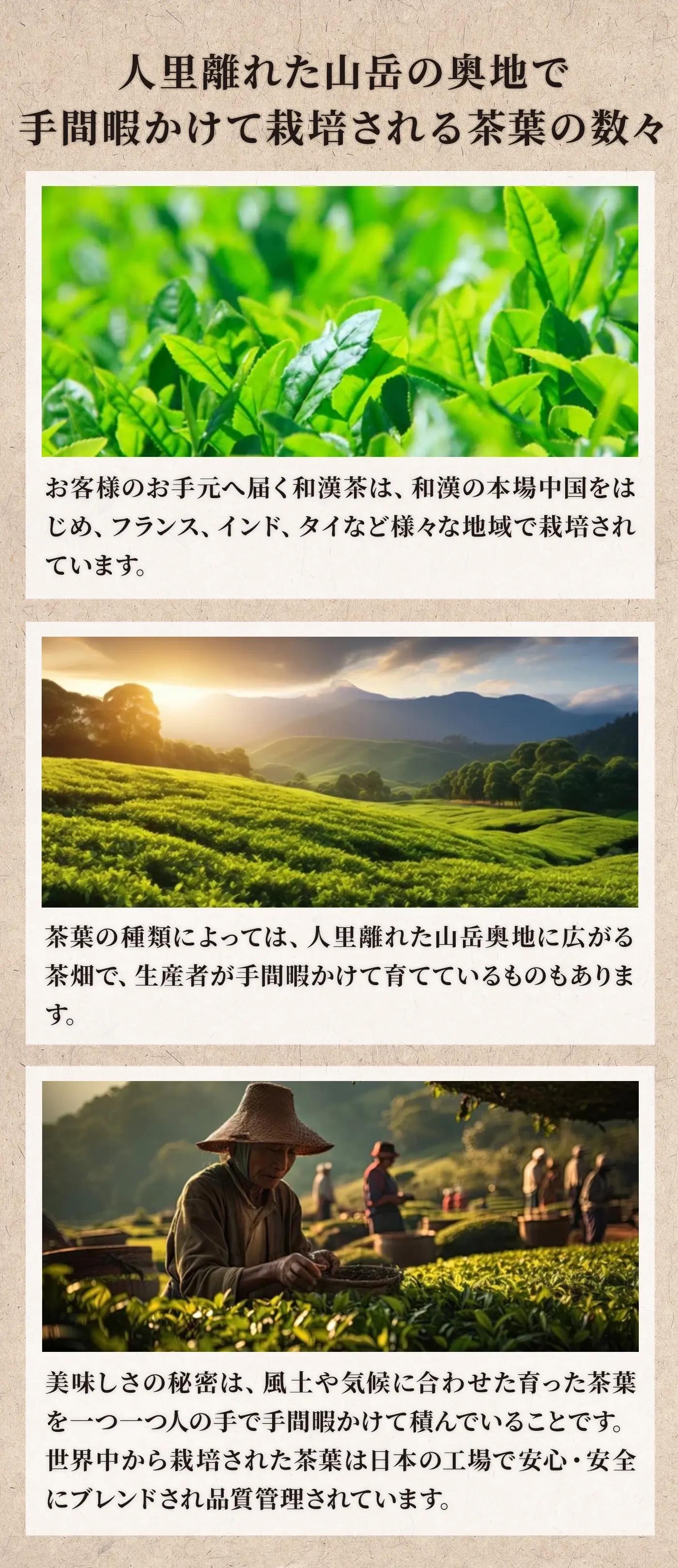 茶葉の栽培について